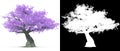 Purple lilac blossom tree isolated with alpha mask for easy isolation 3D illustration