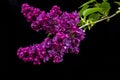 Purple lilac blossoms syringa against a black velvet background Royalty Free Stock Photo