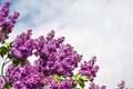 Purple Lilac and blue sky spring banner with copy space. Beautiful Terry blooming lilac on a summer day