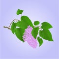 Purple Lilac branch with flowers and leaves vector