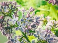 Purple lilac branch in the garden. Selective focus Royalty Free Stock Photo