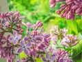 Purple lilac branch in the garden. Selective focus Royalty Free Stock Photo