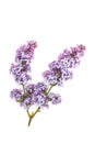 Purple lilac branch, isolated on white background Royalty Free Stock Photo