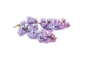 Purple lilac branch, isolated on white background Royalty Free Stock Photo