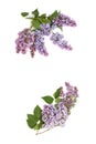 Purple lilac branch, isolated on white background Royalty Free Stock Photo
