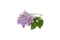 Purple lilac branch, isolated on white background Royalty Free Stock Photo
