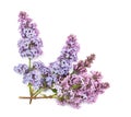 Purple lilac branch, isolated on white background Royalty Free Stock Photo