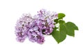 Purple lilac branch, isolated on white background Royalty Free Stock Photo
