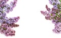 Purple lilac branch, isolated on white background Royalty Free Stock Photo