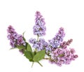 Purple lilac branch, isolated on white background Royalty Free Stock Photo