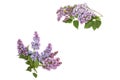 Purple lilac branch, isolated on white background Royalty Free Stock Photo