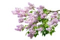 Purple lilac branch isolated on white background Royalty Free Stock Photo