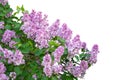Purple lilac branch isolated on white background Royalty Free Stock Photo