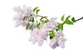 Purple lilac branch isolated on white background Royalty Free Stock Photo