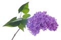 Purple lilac branch on white. Bunch of fresh blooming Violet lilac flowers isolated on white background. Royalty Free Stock Photo