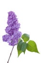 Purple lilac branch on white. Bunch of fresh blooming Violet lilac flowers isolated on white background. Royalty Free Stock Photo