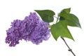 Purple lilac branch on white. Bunch of fresh blooming Violet lilac flowers isolated on white background. Royalty Free Stock Photo