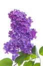 Purple lilac branch on white. Bunch of fresh blooming Violet lilac flowers isolated on white background. Royalty Free Stock Photo