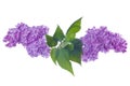 Purple lilac branch on white. Bunch of fresh blooming Violet lilac flowers isolated on white background. Royalty Free Stock Photo