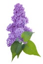 Purple lilac branch on white. Bunch of fresh blooming Violet lilac flowers isolated on white background. Royalty Free Stock Photo