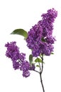 Purple lilac branch on white. Bunch of fresh blooming Violet lilac flowers isolated on white background. Royalty Free Stock Photo