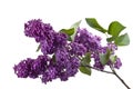 Purple lilac branch on white. Bunch of fresh blooming Violet lilac flowers isolated on white background. Royalty Free Stock Photo