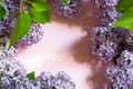 Purple lilac branches with shadows and highlights on pink spring background. Frame with copyspace with delicate fragrant flowers Royalty Free Stock Photo