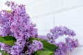 Purple lilac bunch on background of white brick wall. Sunny spring day. Branches of blooming lilac flowers, decor idea concept, co Royalty Free Stock Photo
