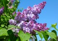 Purple lilac bush Royalty Free Stock Photo