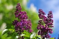 Purple lilac bush blooming in May day Royalty Free Stock Photo