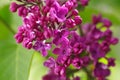 Purple lilac bush blooming in May day Royalty Free Stock Photo