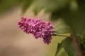 purple lilac bush blooming in May day