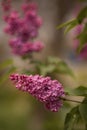 purple lilac bush blooming in May day Royalty Free Stock Photo