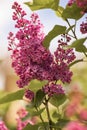 purple lilac bush blooming in May day Royalty Free Stock Photo