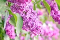 Purple lilac bush Royalty Free Stock Photo