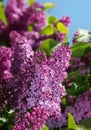 Purple lilac bush flower Royalty Free Stock Photo