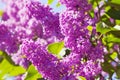 Purple lilac bush Royalty Free Stock Photo