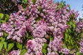 Purple lilac bush on spring sunny day Royalty Free Stock Photo