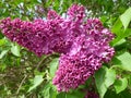 Purple lilac bush Royalty Free Stock Photo