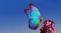 purple lilac and colorful morpho butterfliy against the blue sky.