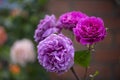 Purple-lilac coloured Chartreuse de parme Delbard roses