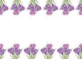 Purple, lilac crocuses in green grass on a white background. Seamless floral border, banner. Spring flowers. Free space Royalty Free Stock Photo