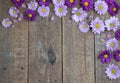 Purple and lilac daisies on wood floor background