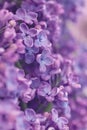 Purple lilac floral background, delicate spring flowers Royalty Free Stock Photo