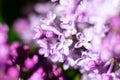 Purple lilac florets on dark background.First Royalty Free Stock Photo