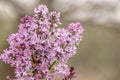 Purple lilac flower background. Liliac tree wallpaper Royalty Free Stock Photo