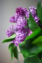 Purple Lilac Flower Detail On Grey Background With Green Leaves
