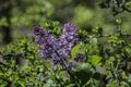 Purple lilac amongs the green leaves