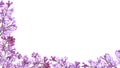 Purple lilac flower frame isolated on white background Royalty Free Stock Photo