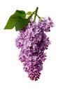 Purple lilac flower on white background Royalty Free Stock Photo